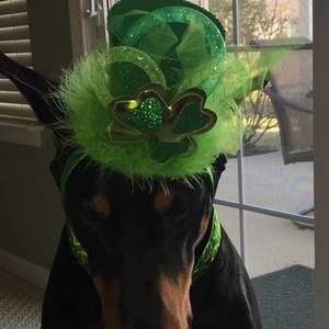 Meet your Posher, Joann